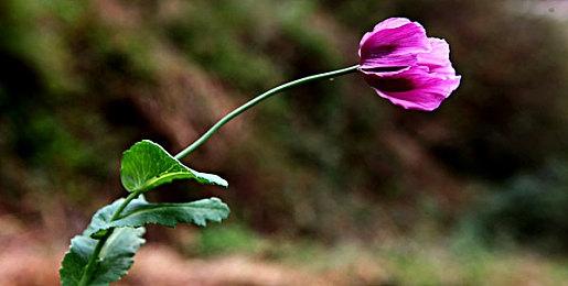 Sucker Punch解释《对马岛之鬼导剪版》付费升级原因